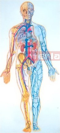 HANGING HUMAN BLOOD CIRCULATION COLLECTION MODEL